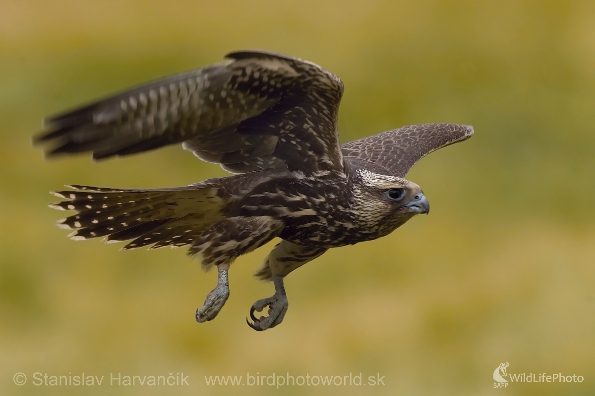 Sokol rároh (Falco cherrug) (Stanislav Harvančík)