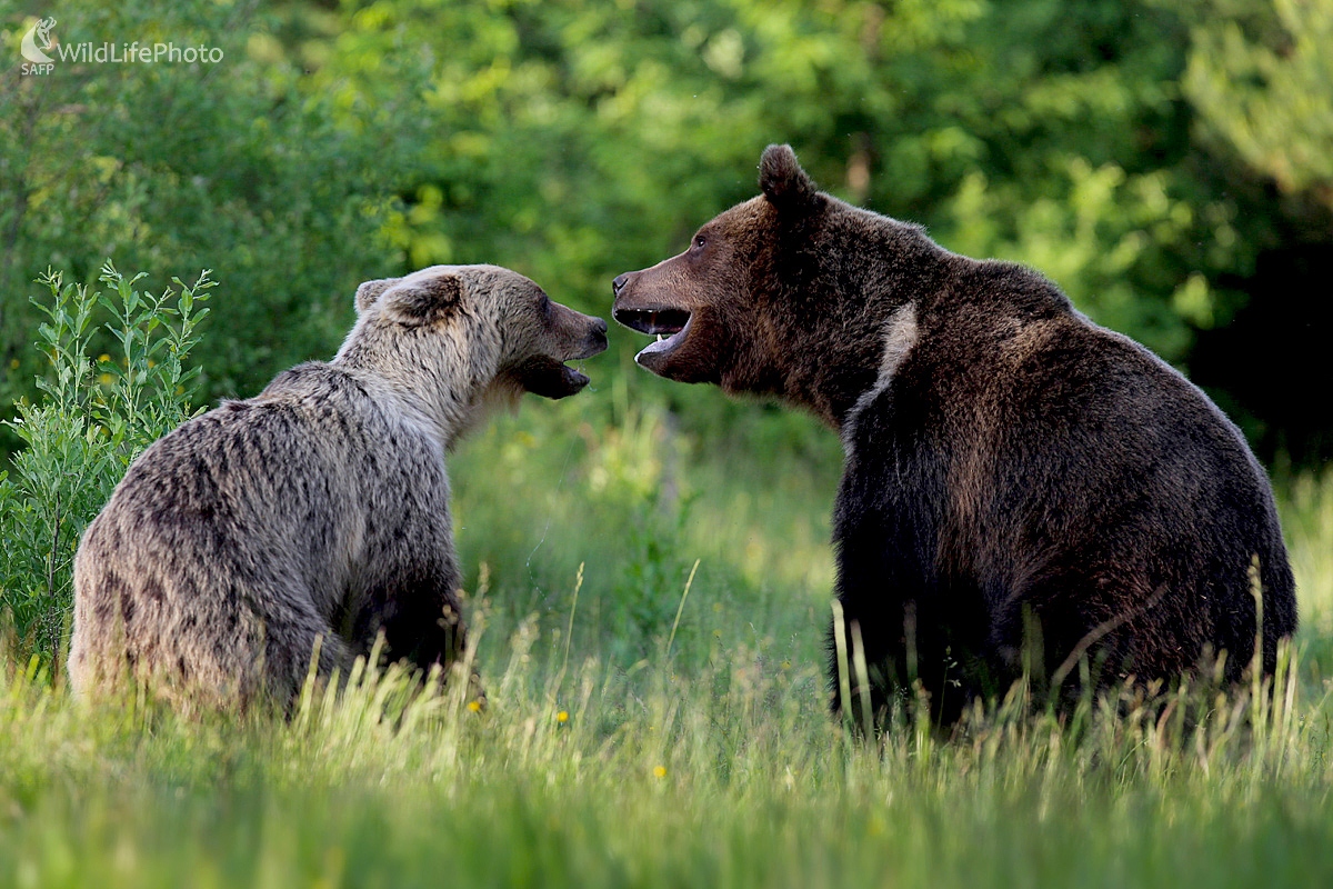 Medveď hnedý - konflikt (Dominik Kalata)