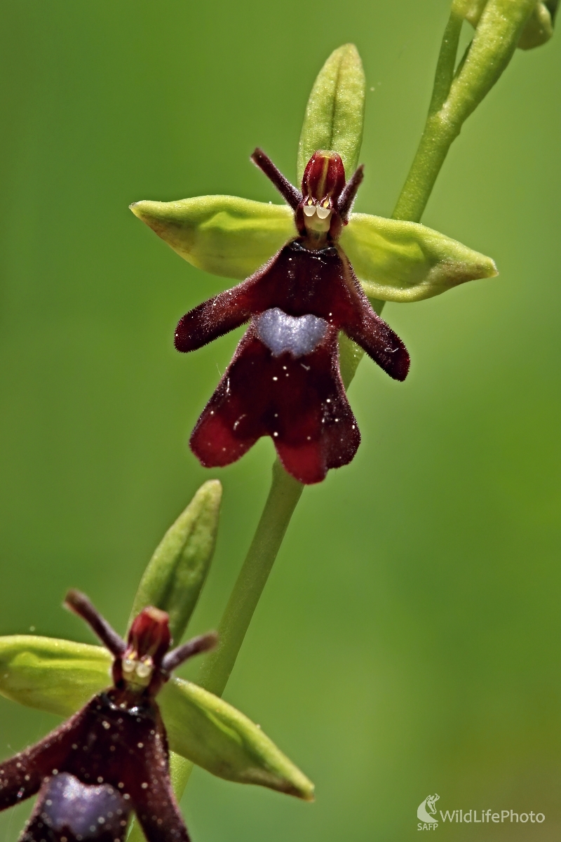Hmyzovník muchovitý(Ophrys insectifera) (Maroš Detko)