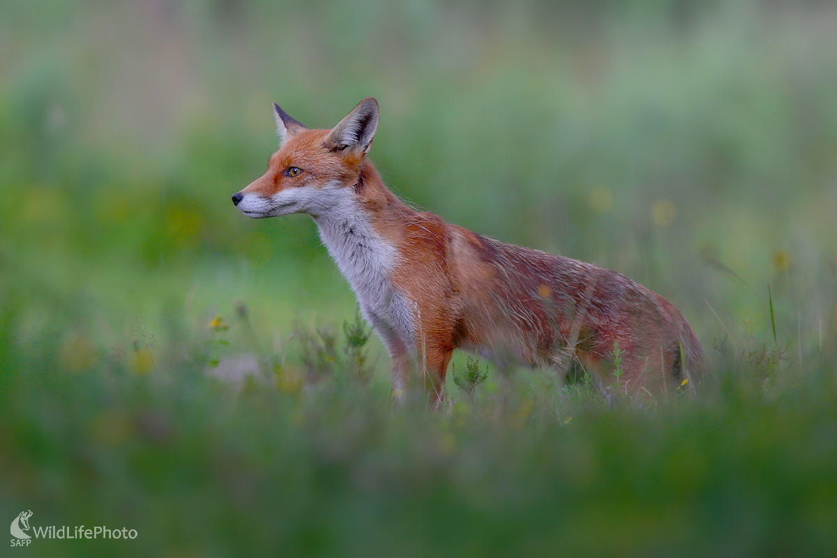 Líška hrdzavá (Dominik Kalata)