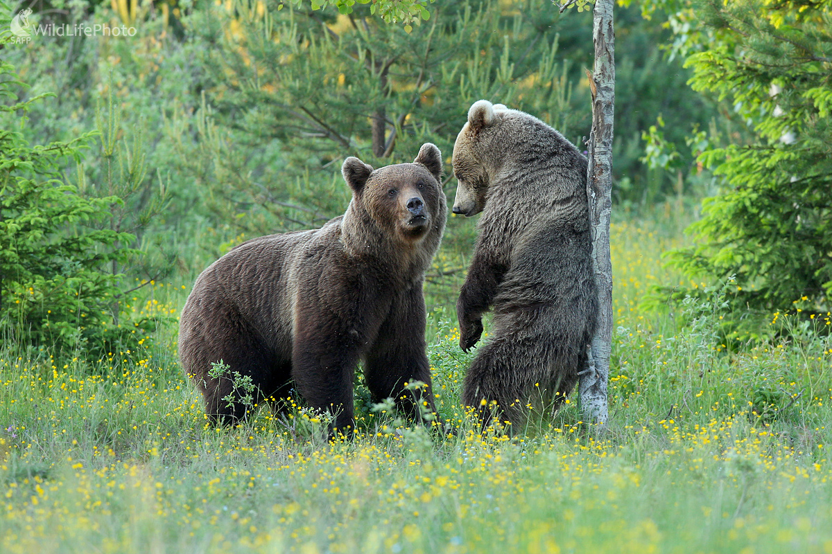 Medvedie dvorenie (Dominik Kalata)