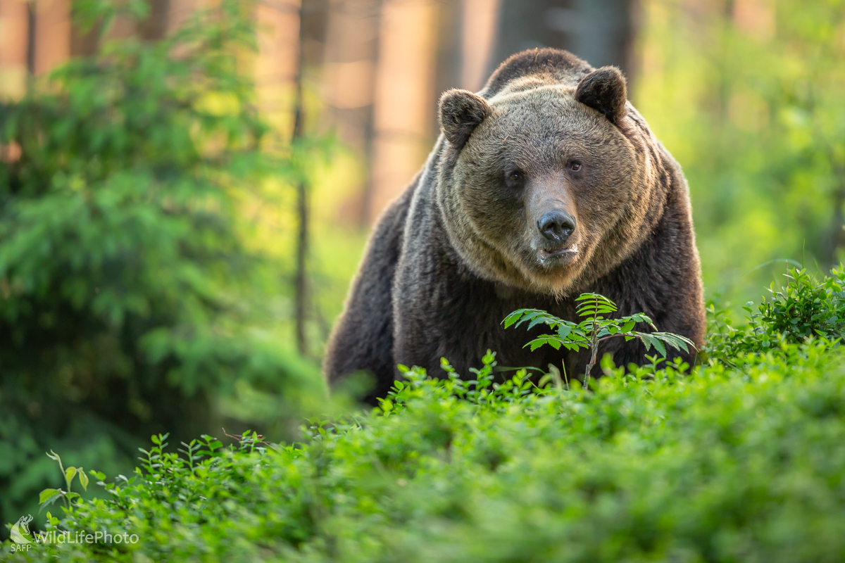 medveď hnedý (Ursus arctos) (Jaroslav Praženka)