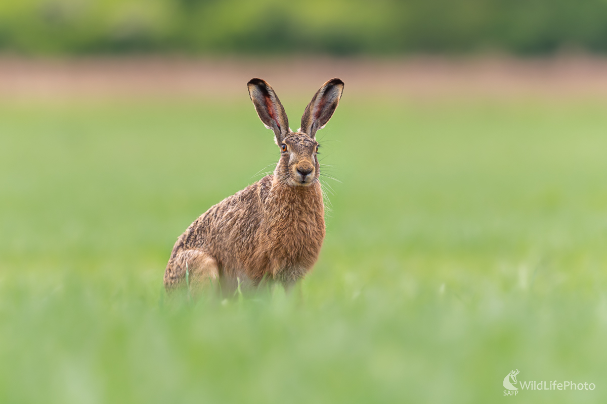 Zajac poľný, The European hare (Lepus europaeus) (Jaroslav Praženka)