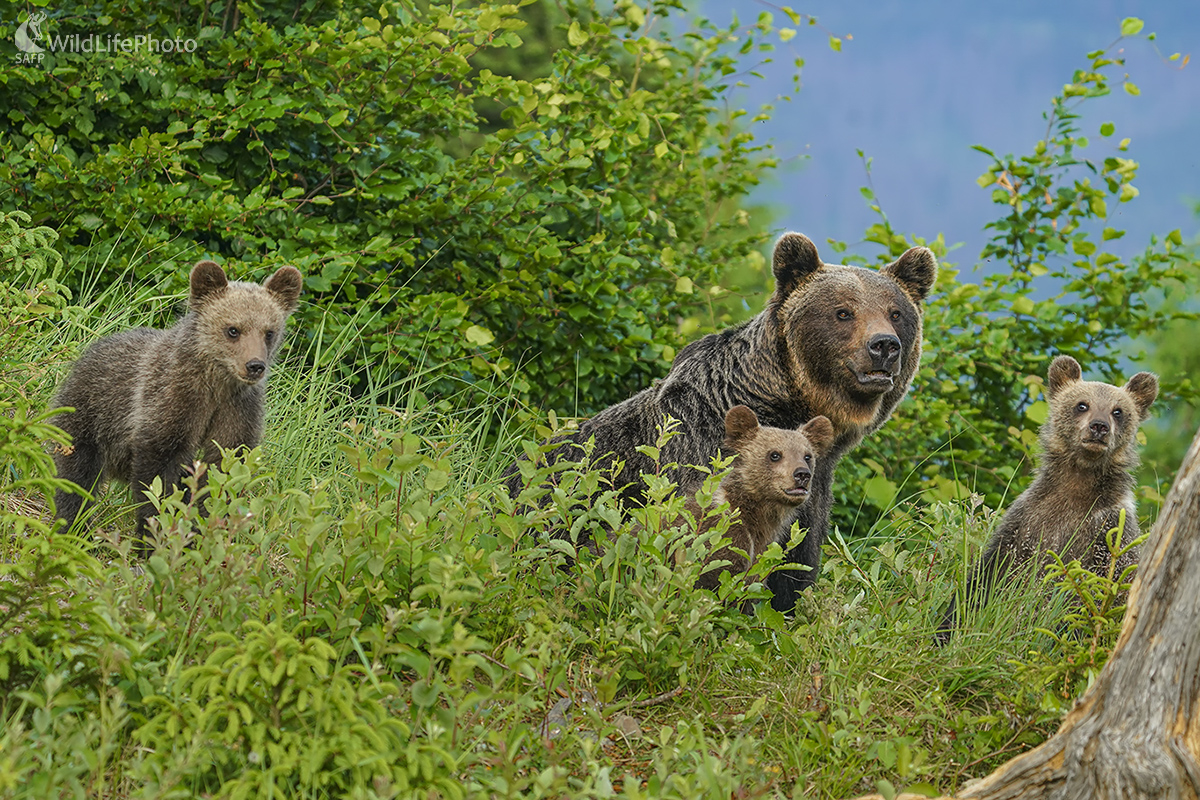 Medvedia rodinka (Ivan Godál)