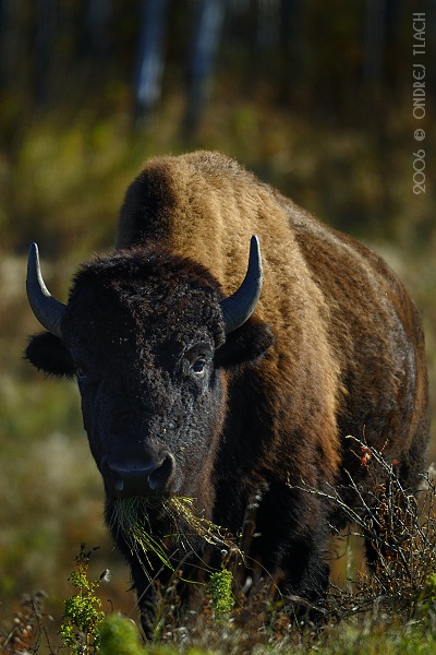 Bison Bison (Bizón prérijný) (Ondrej Tlach)