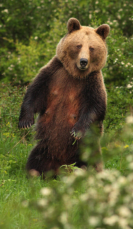Medved hnedý (Martin Hodoň)