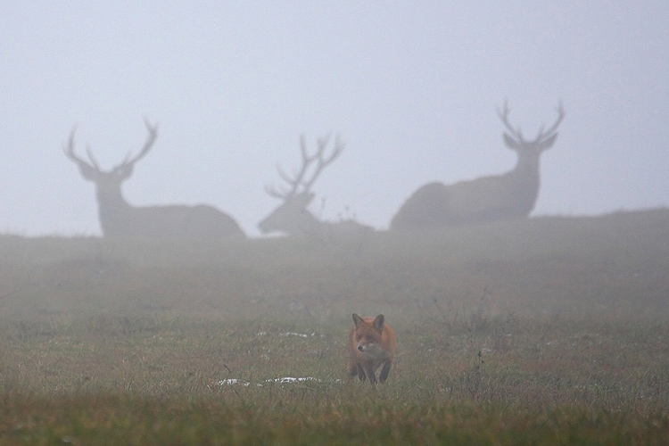 Líška a jelene (Peter Jurík)