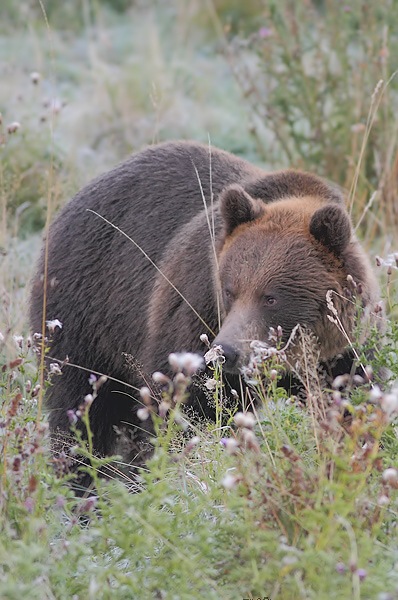 Medveď hnedý (Ivan Godál)