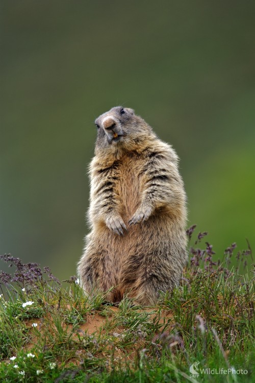 Svišť horský ( Marmota marmota ), Ivan Kochan