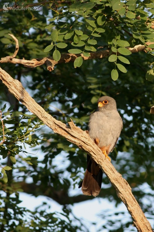 Sokol kobcovitý (Falco vespertinus), Martin Šabík