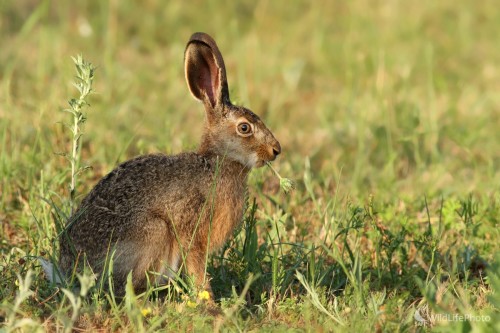 Zajac poľný (Lepus europaeus), Martin Šabík