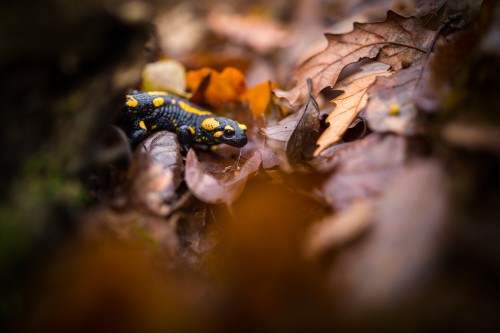 Salamandra škvrnitá (Salamandra salamandra) , Marián Maňúr