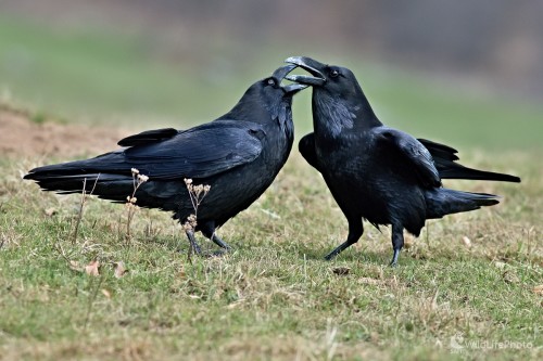 Dvorenie (Corvus corax), Maroš Detko