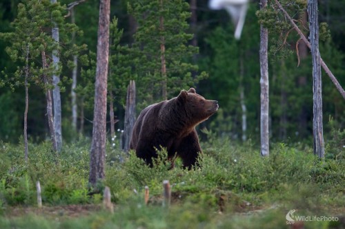 Medveď hnedý ( Ursus arctos ), Ivan Kochan