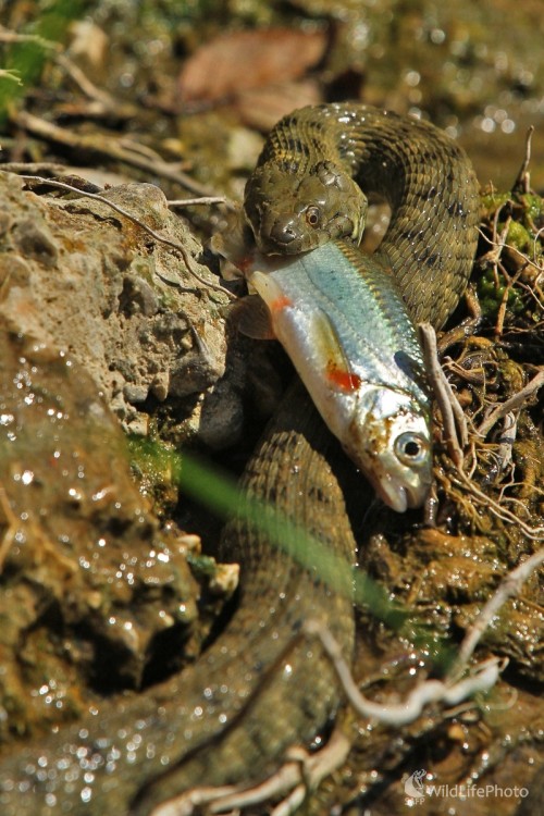 Júl 2010 - Užovka fŕkaná - lov rýb, Eduard Tatay