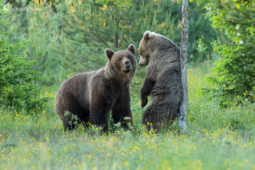 Apríl 2014 - Medvedie dvorenie, Dominik Kalata
