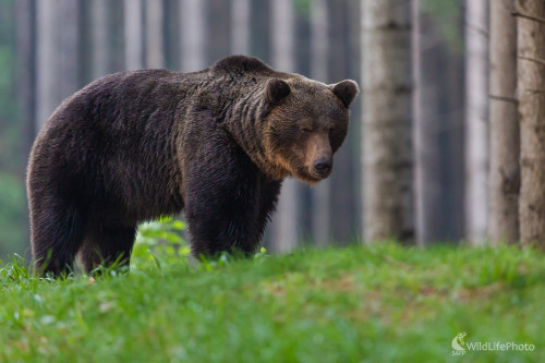 medveď hnedý (Ursus arctos), Jaroslav Praženka