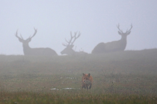 Líška a jelene, Peter Jurík
