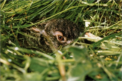 drobec... mladý zajačik, Ján Maderič