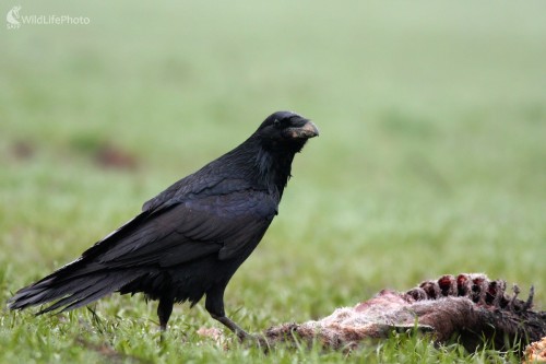 Krkavec čierny (Corvus corax), Martin Šabík
