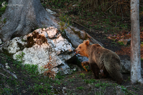 Medveď, Ivan Godál