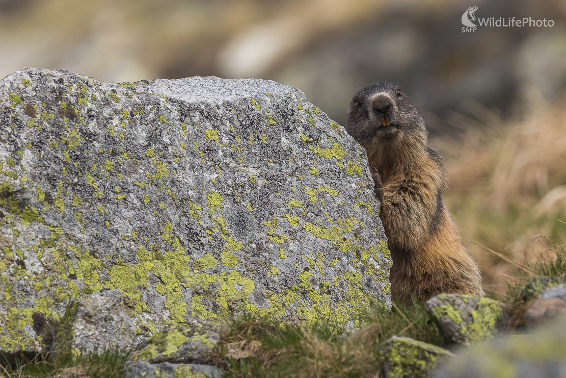 Svišť vrchovský (Marmota marmota) (Jaroslav Praženka)