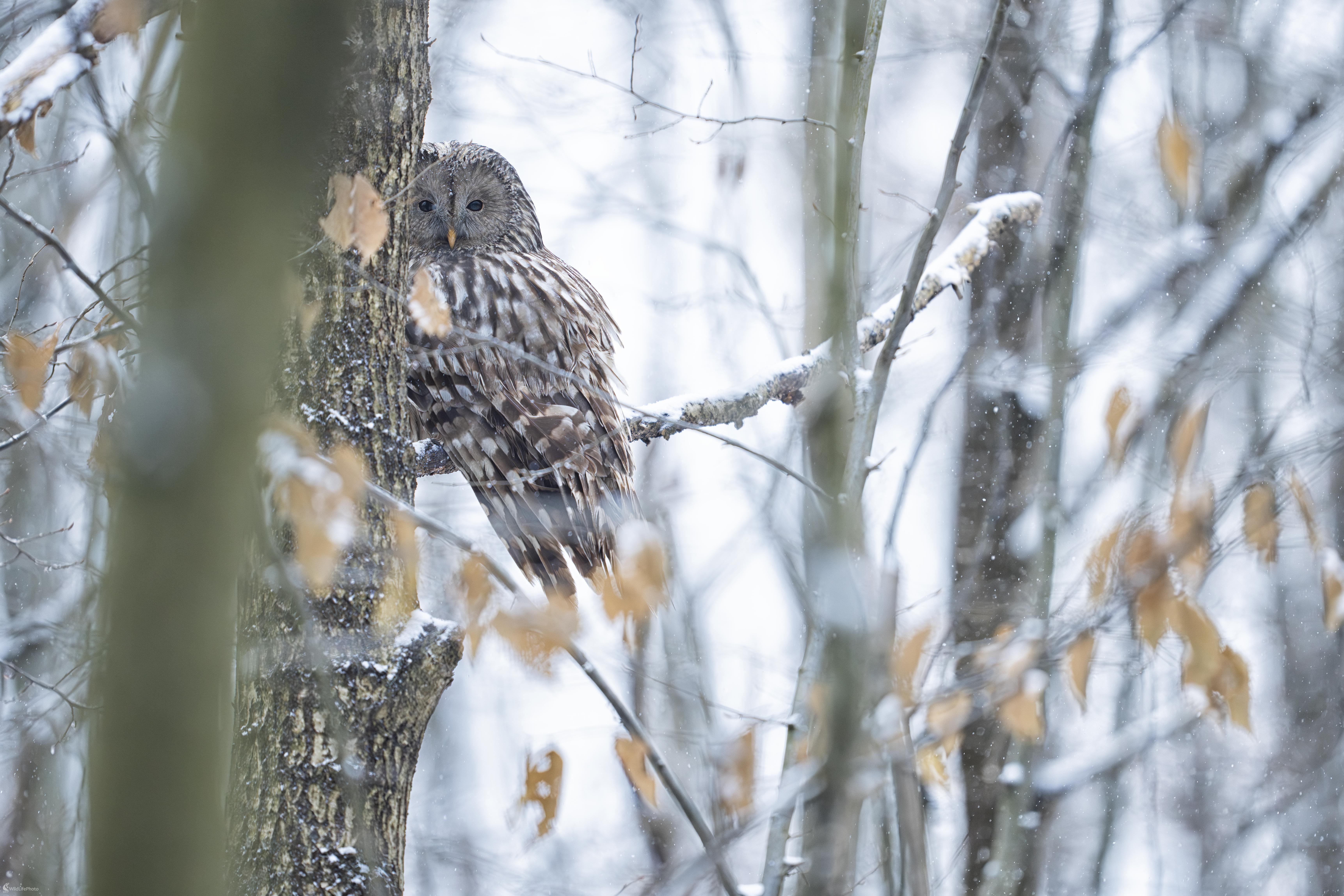 Sova dlhochvostá | Strix uralensis | Ural owl (Michal Lučanský)