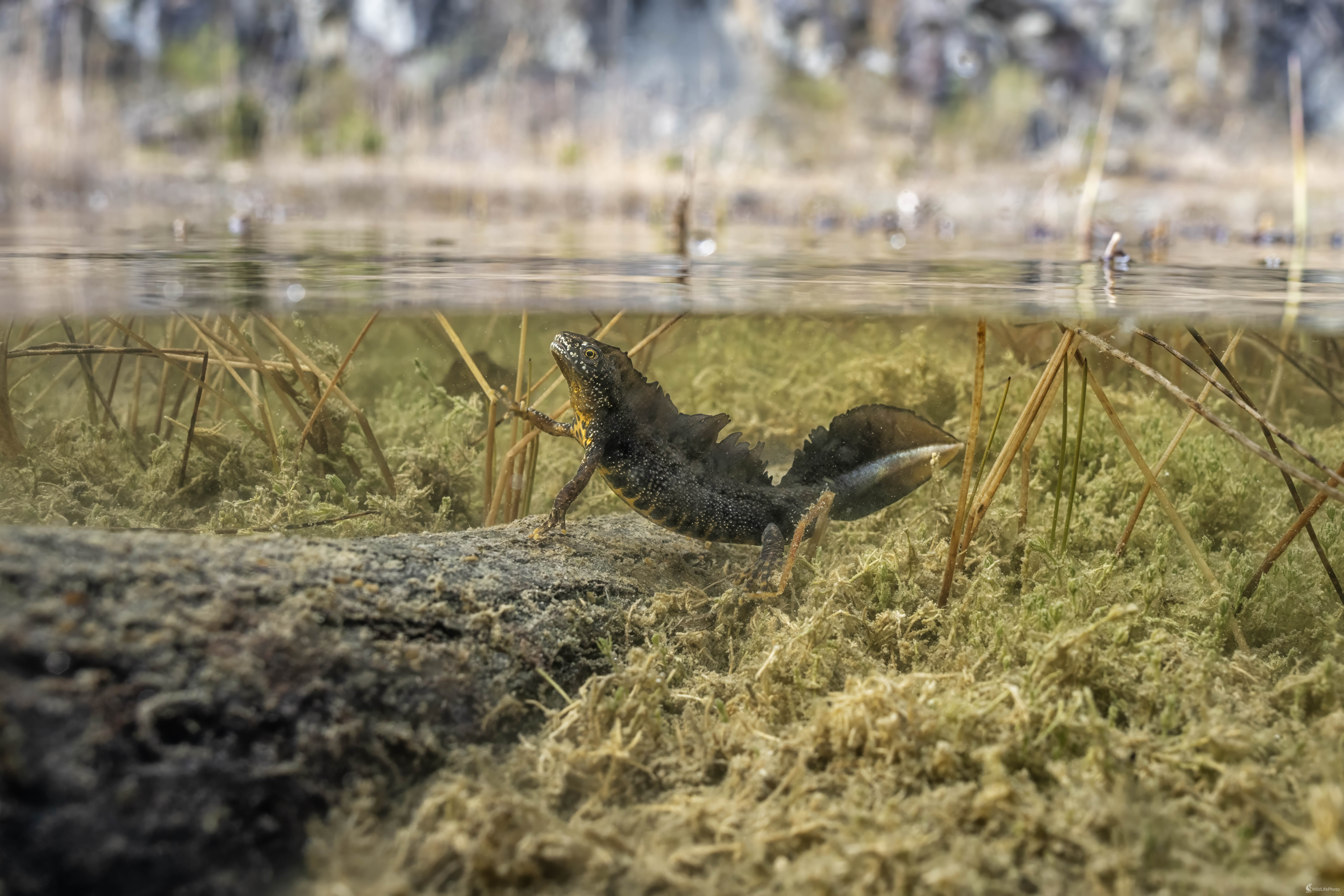 Mlok hrebenatý | Triturus cristatus | Northern crested newt (Michal Lučanský)