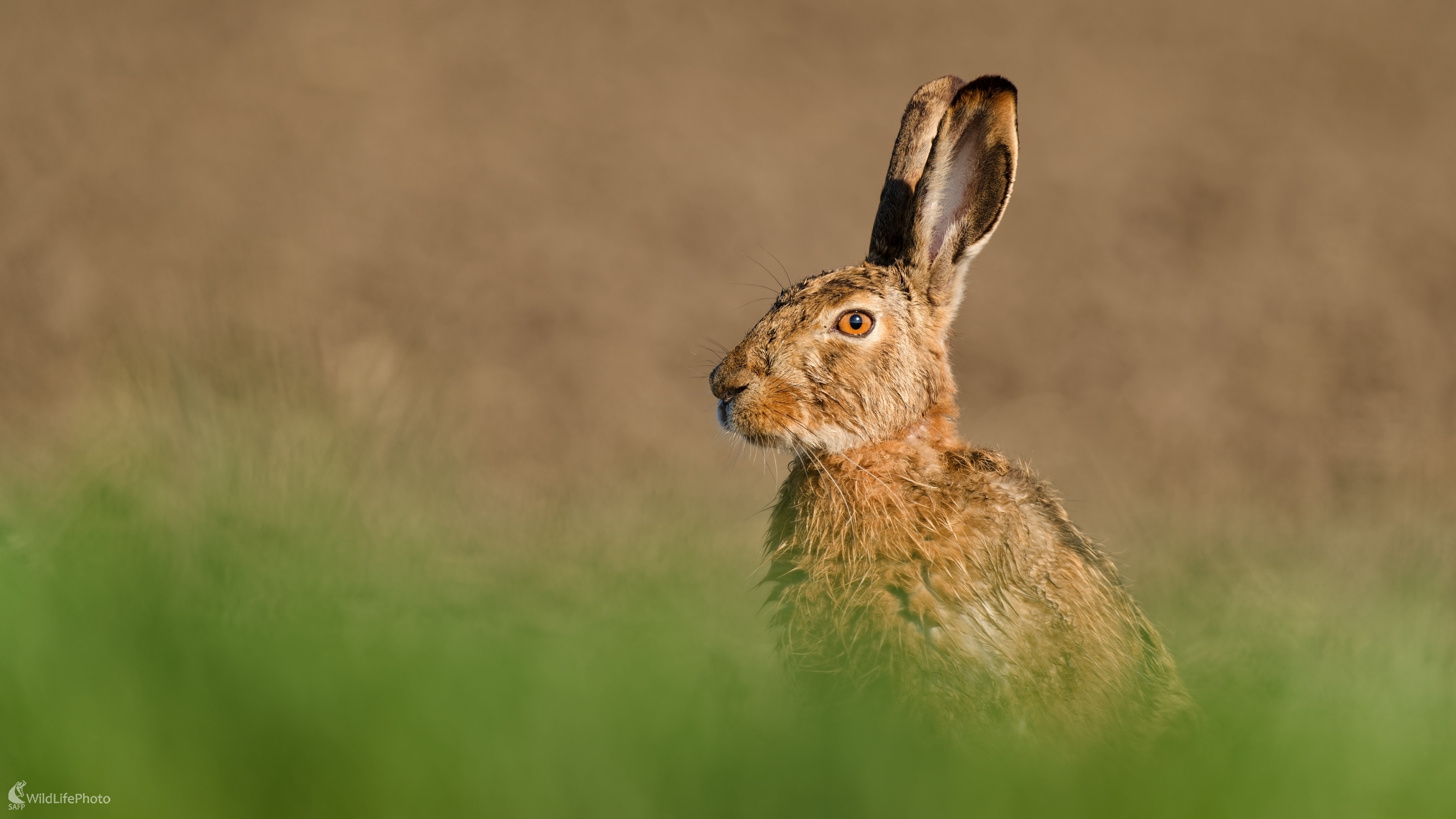 ... ranný kúpeľ v rose. (Bohuš Číčel)