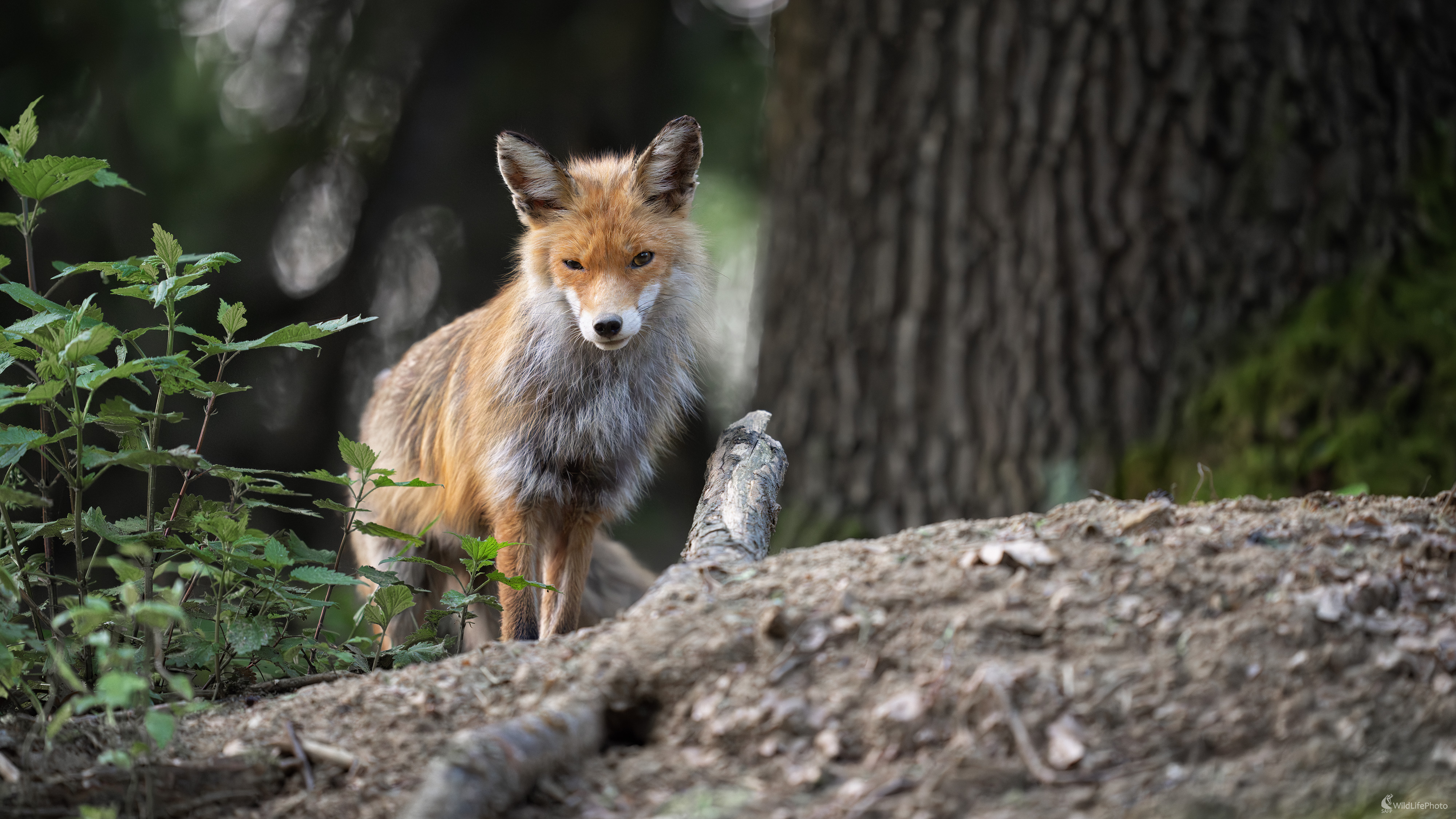 Líška hrdzavá | Vulpes vulpes (Michal Lučanský)