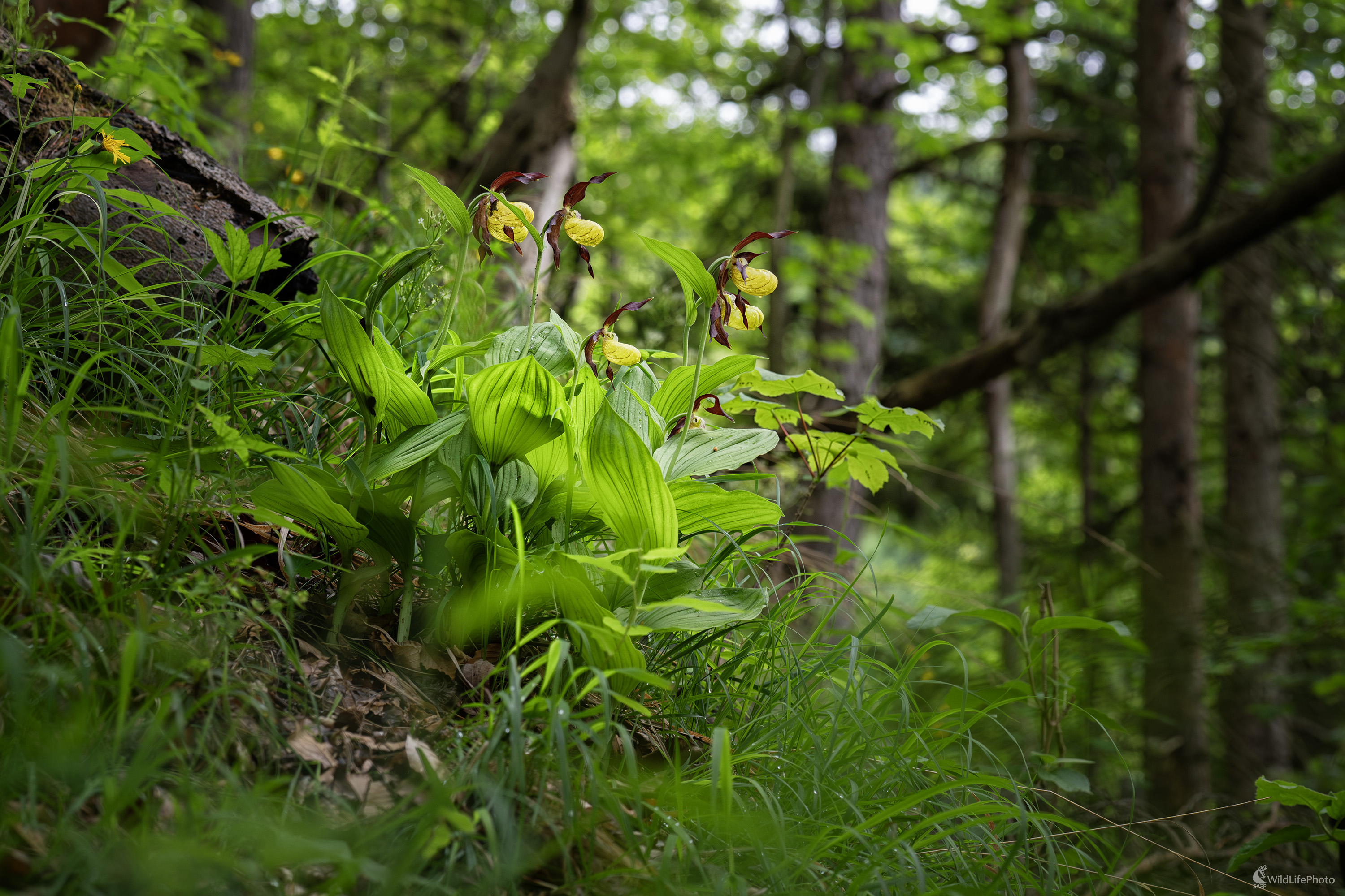 Črievičník papučkový | Cypripedium calceolus (Michal Lučanský)