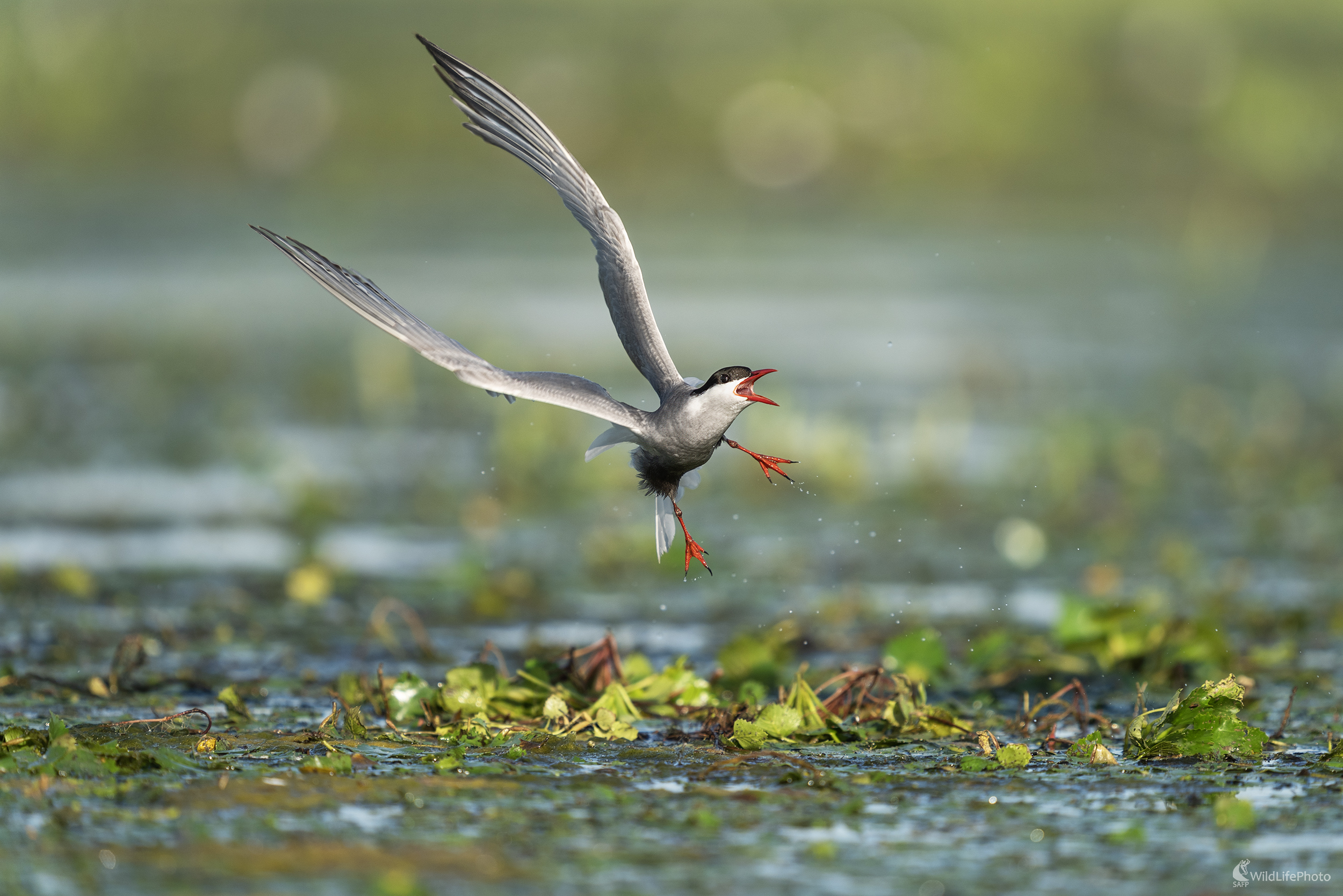 Čorík bahenný | Chlidonias hybrida | Whiskered tern (Michal Lučanský)