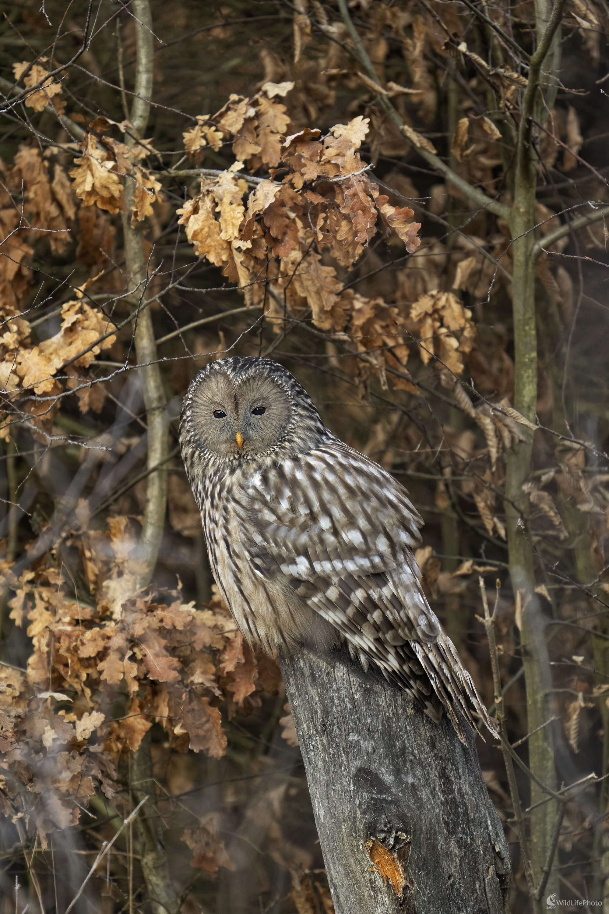 Sova dlhochvostá | Strix uralensis (Michal Lučanský)