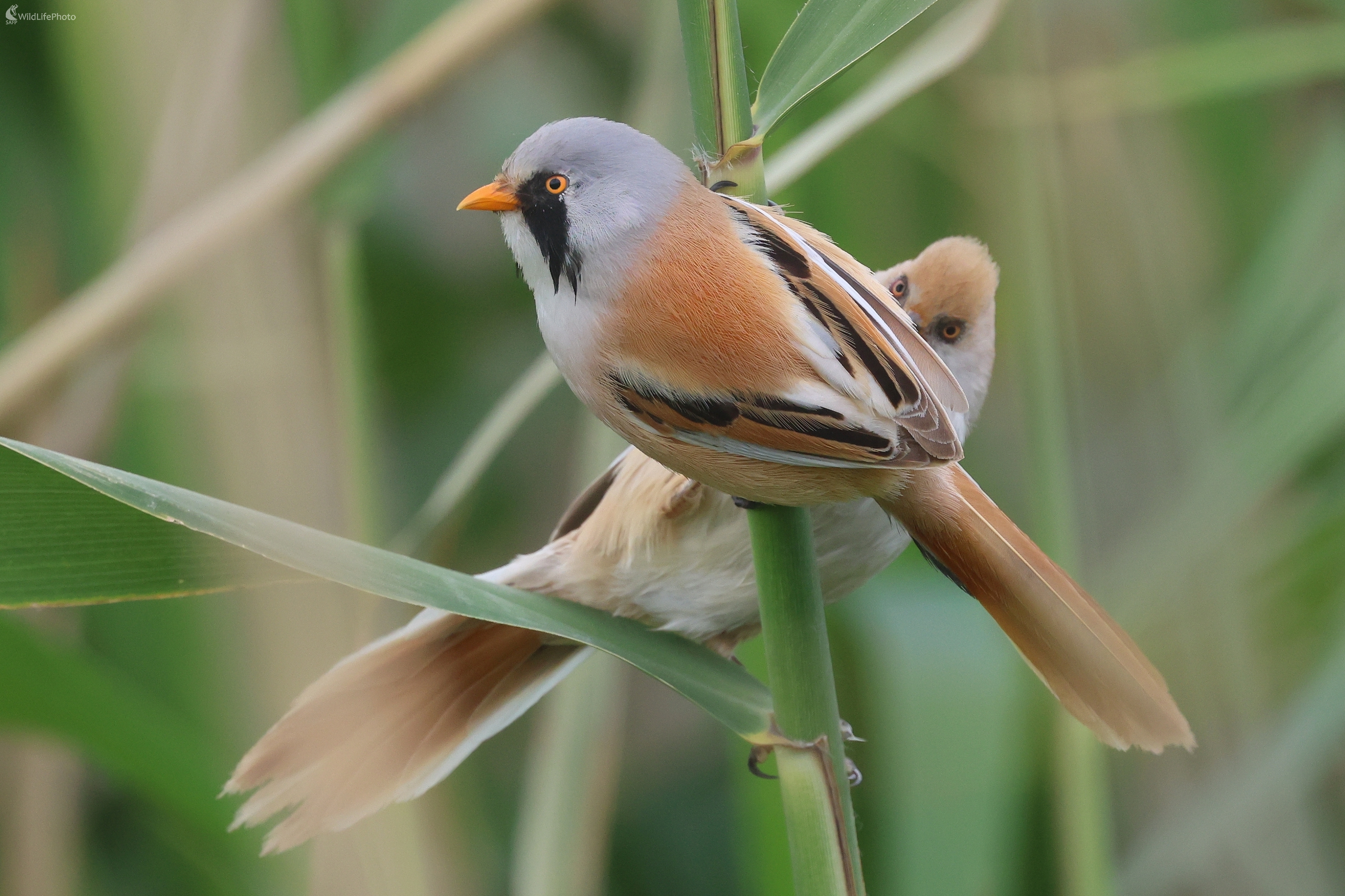 Fúzatka trstinová (Panurus biarmicus) (Stanislav Harvančík)