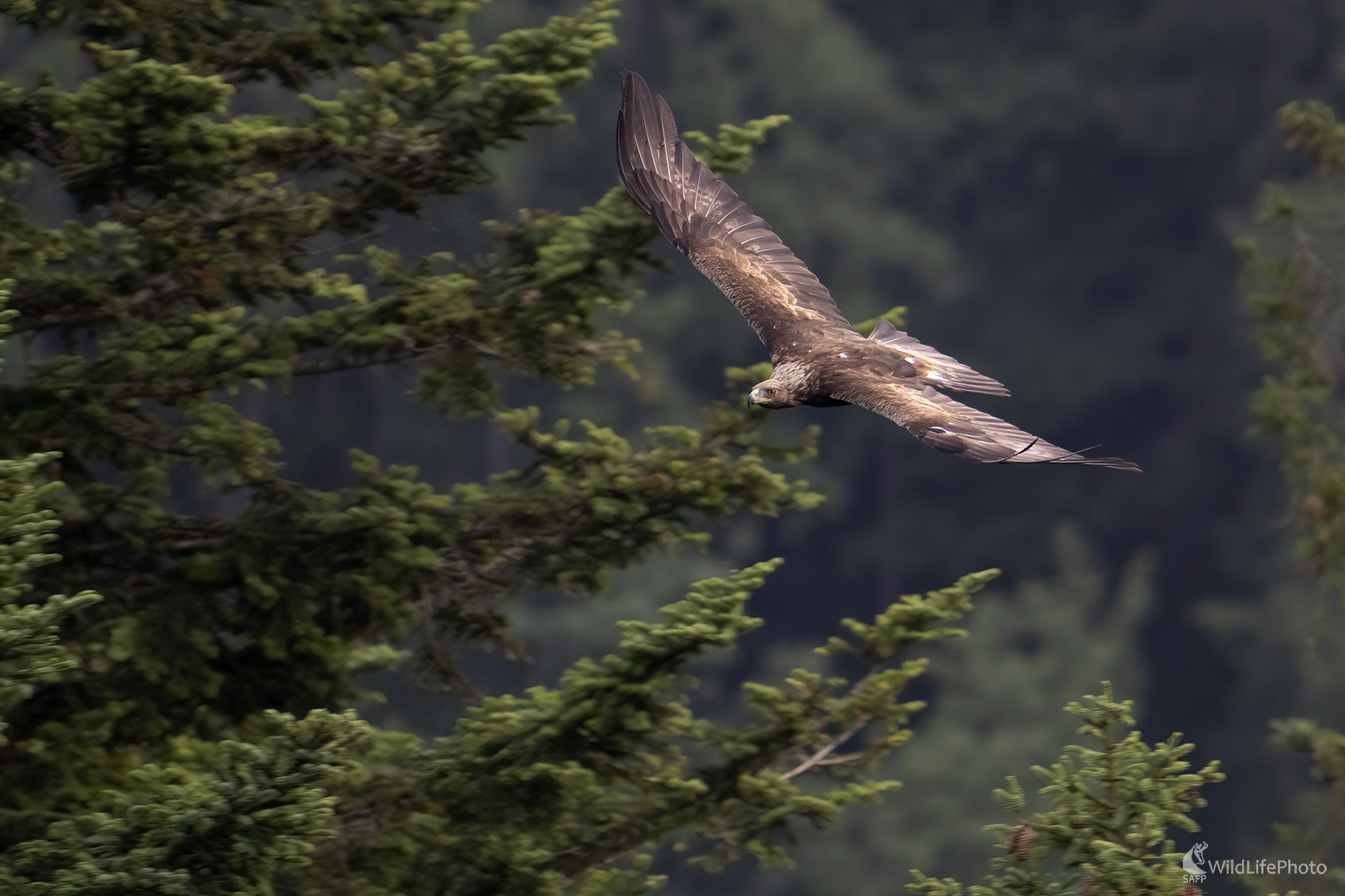 Orol skalný | Aquila chrysaetos | Golden eagle (Michal Lučanský)