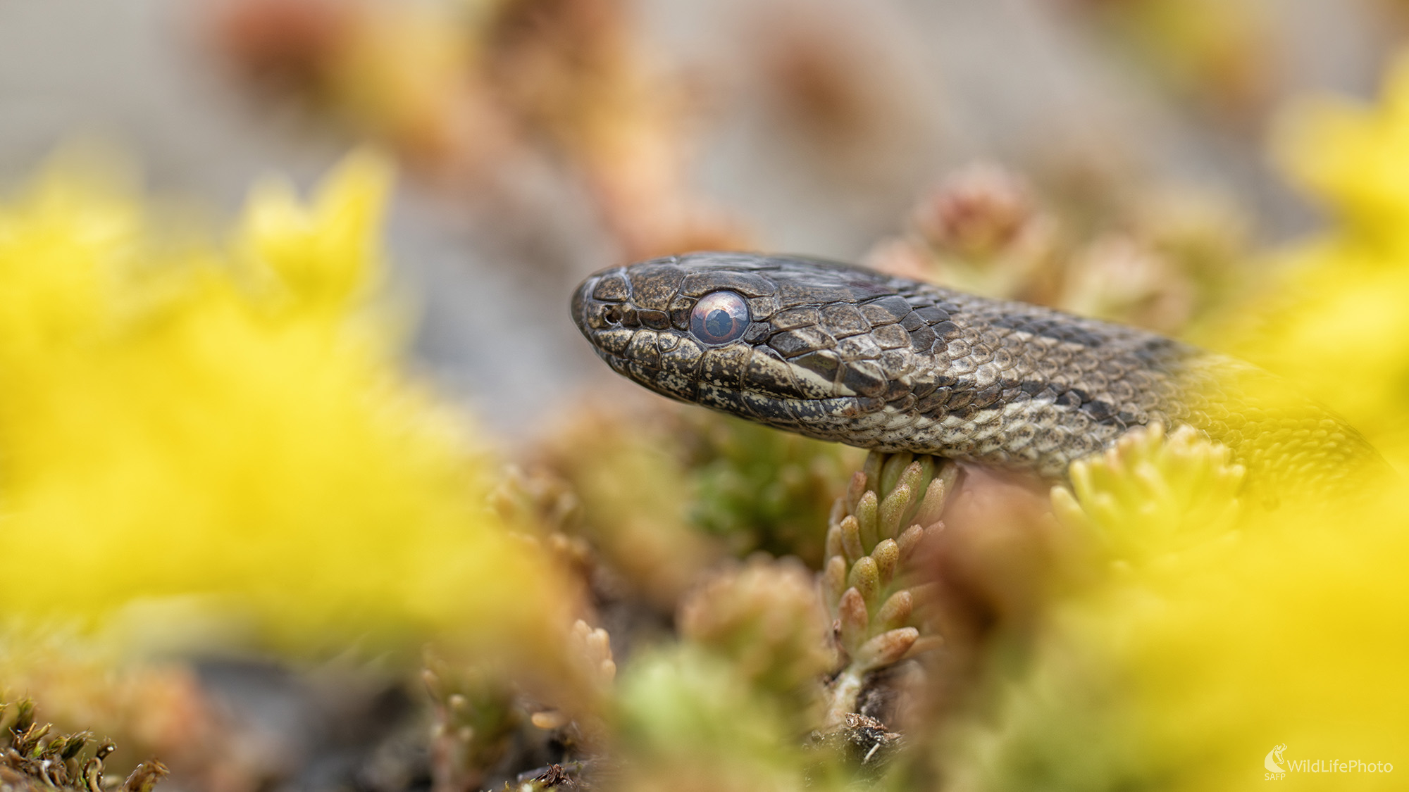 Užovka hladká | Coronella austriaca | Smooth snake  (Michal Lučanský)