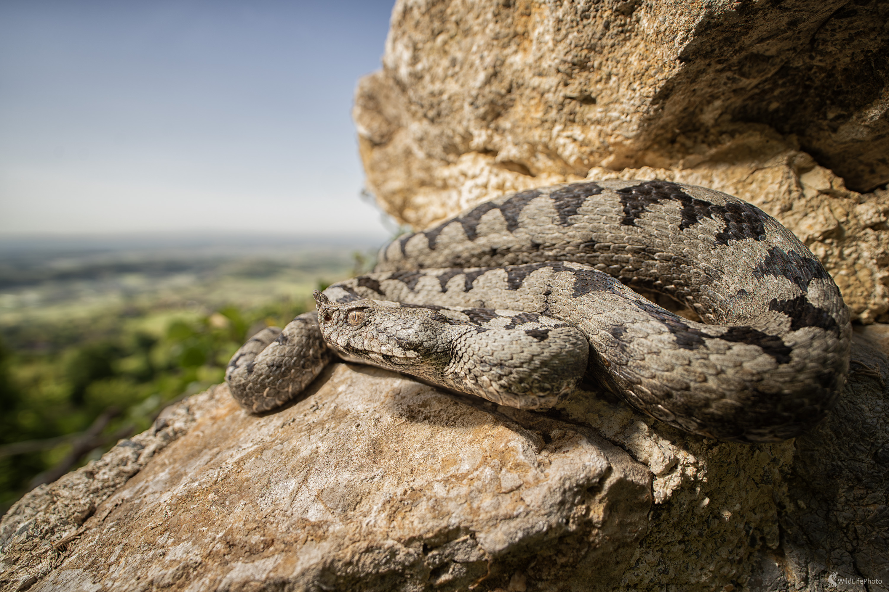 Vretenica rožkatá | Vipera ammodytes  (Michal Lučanský)