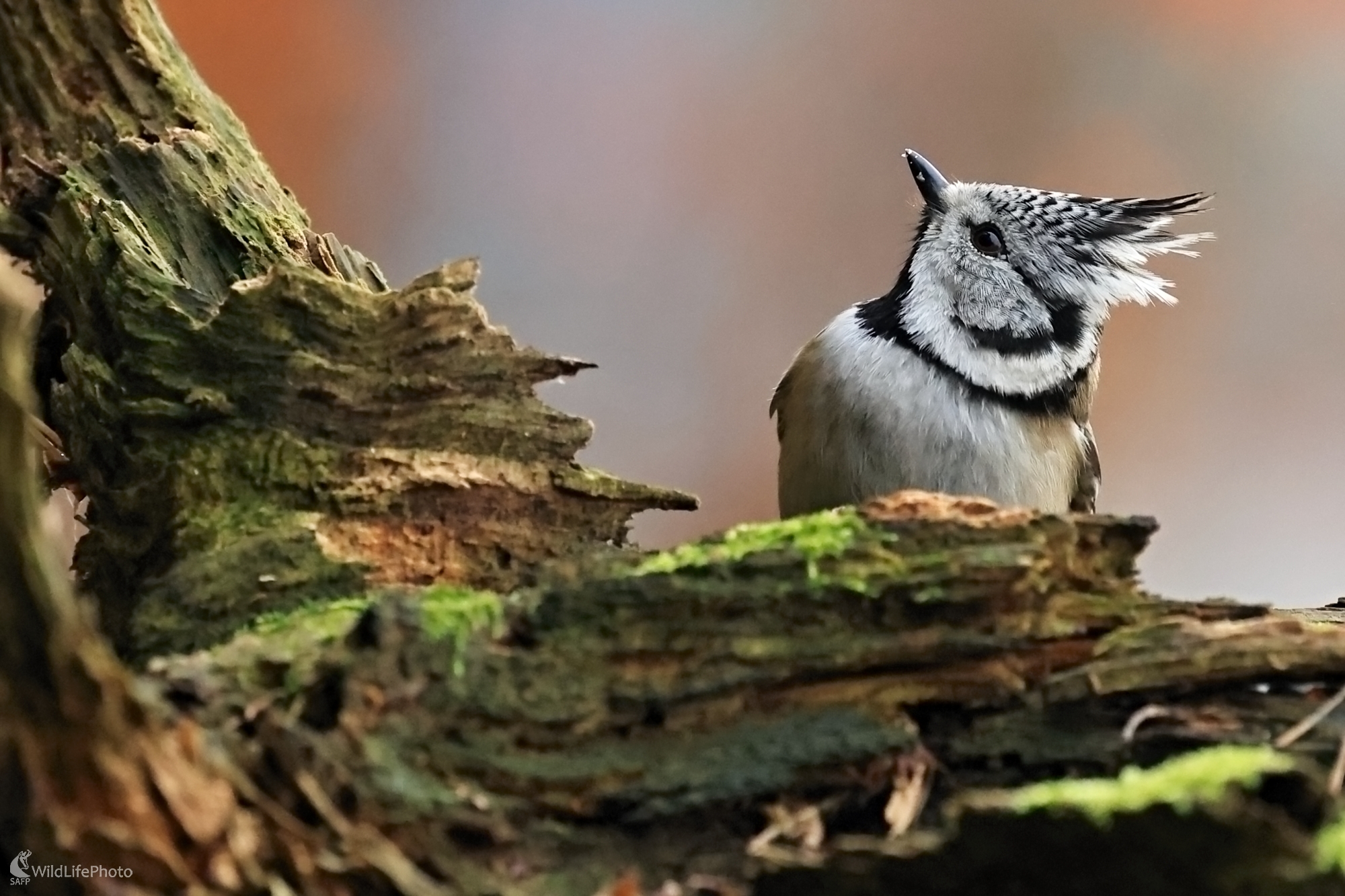 Sýkorka chochlatá (Maroš Detko)