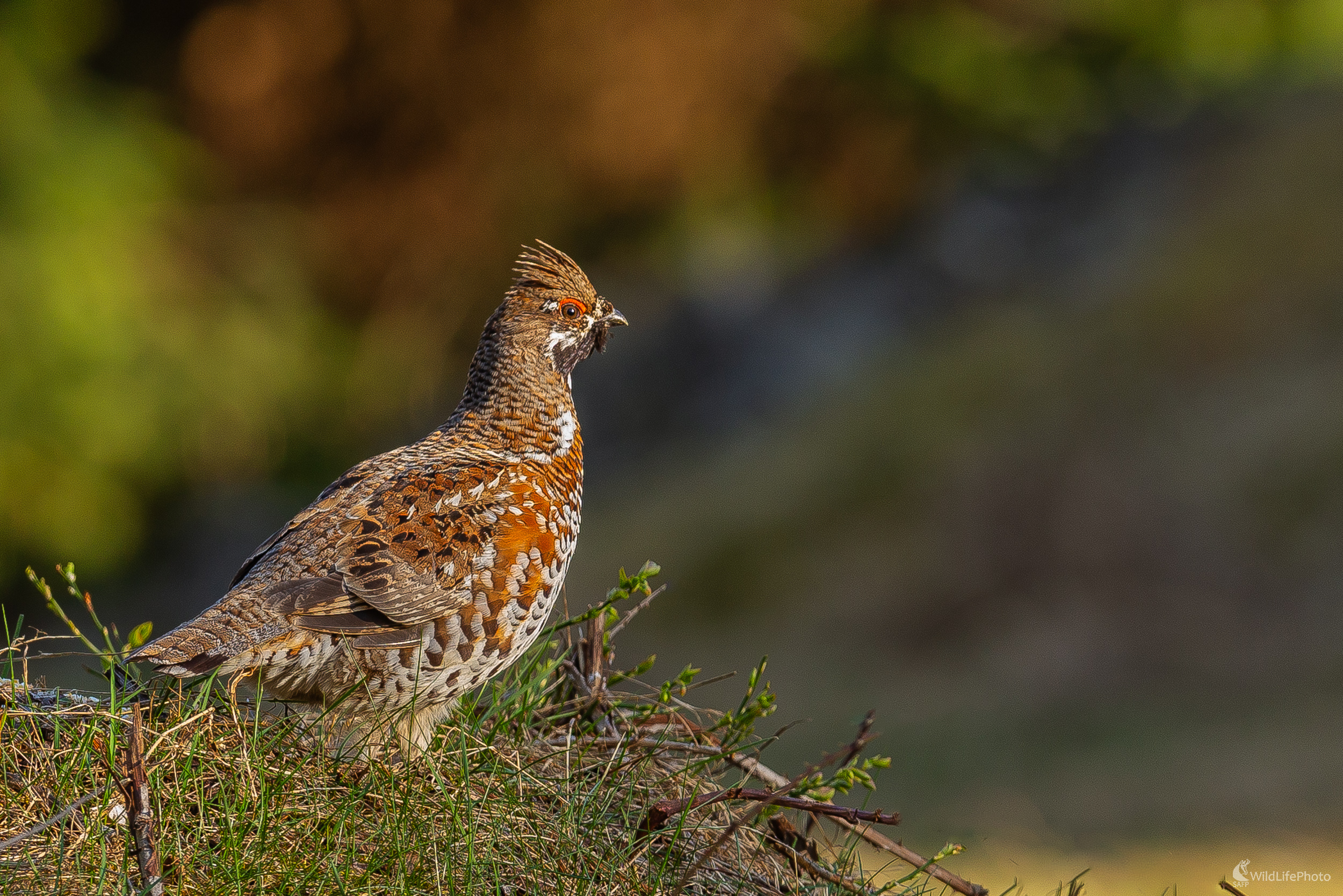 Vzácne sretnutie. (Stanislav Brisuda)