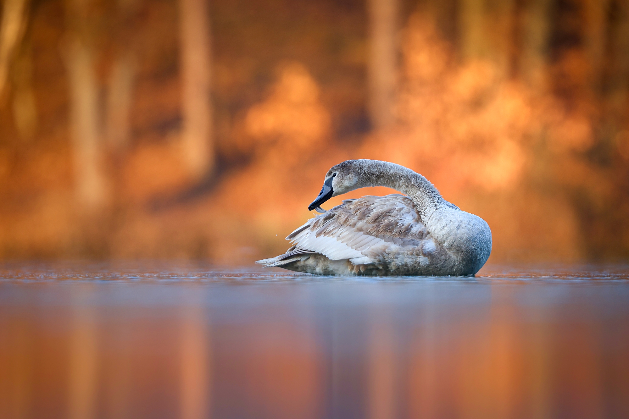 Očista (Patrik Rolín)