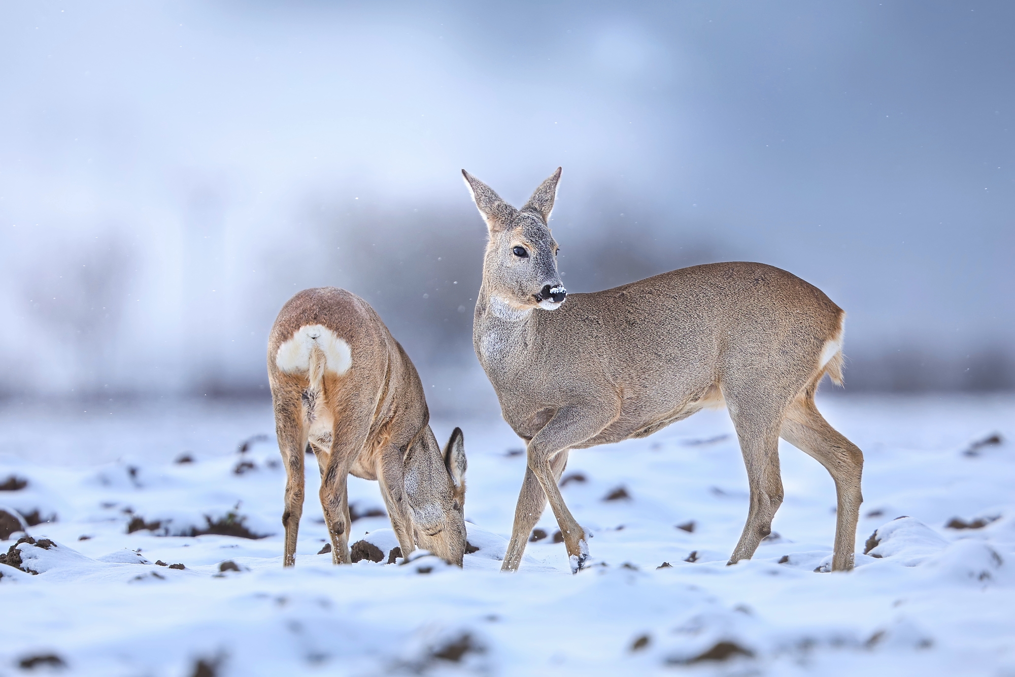 Winter (Patrik Rolín)