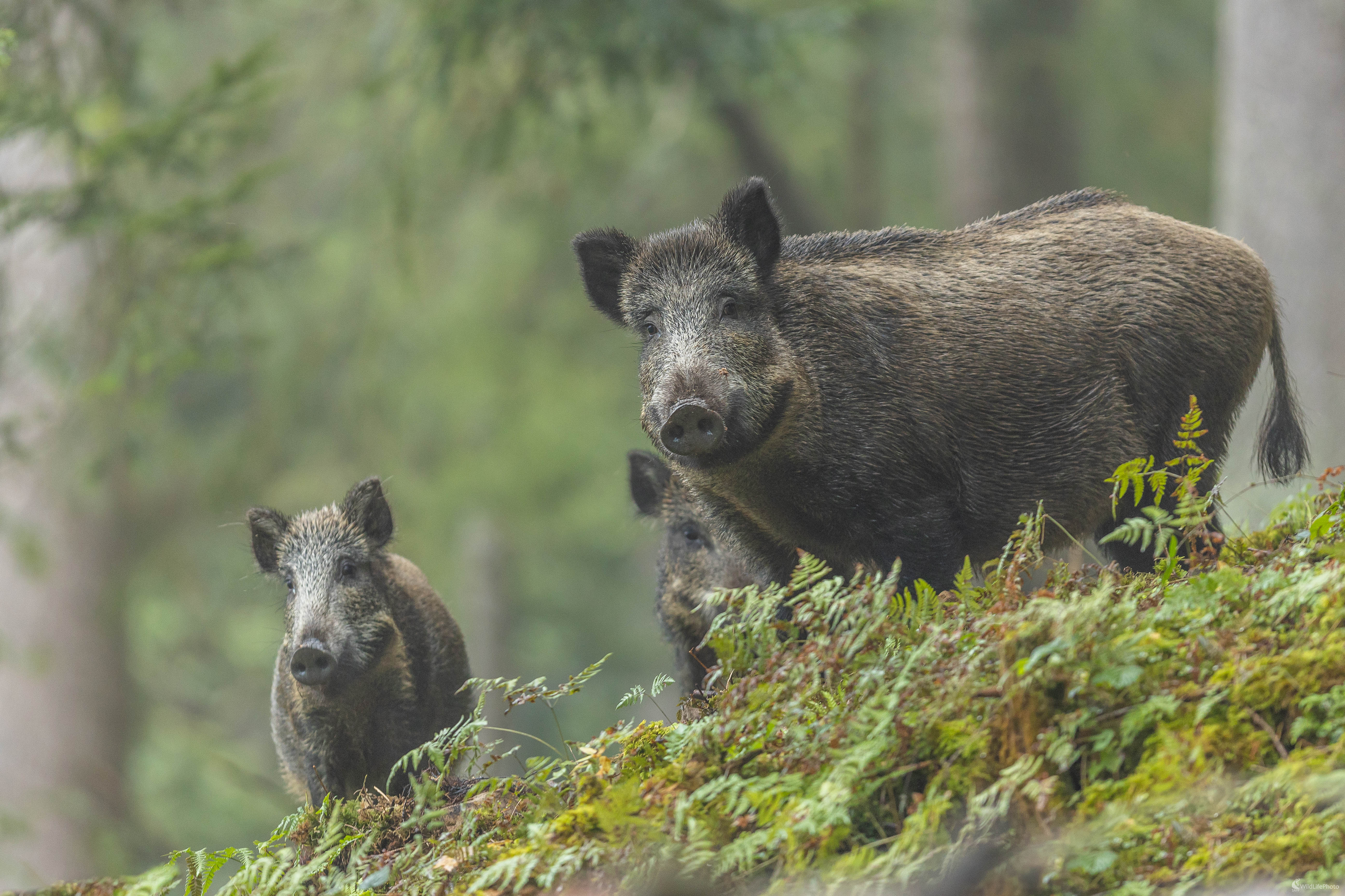Stretnutie v rannom opare. (Stanislav Brisuda)