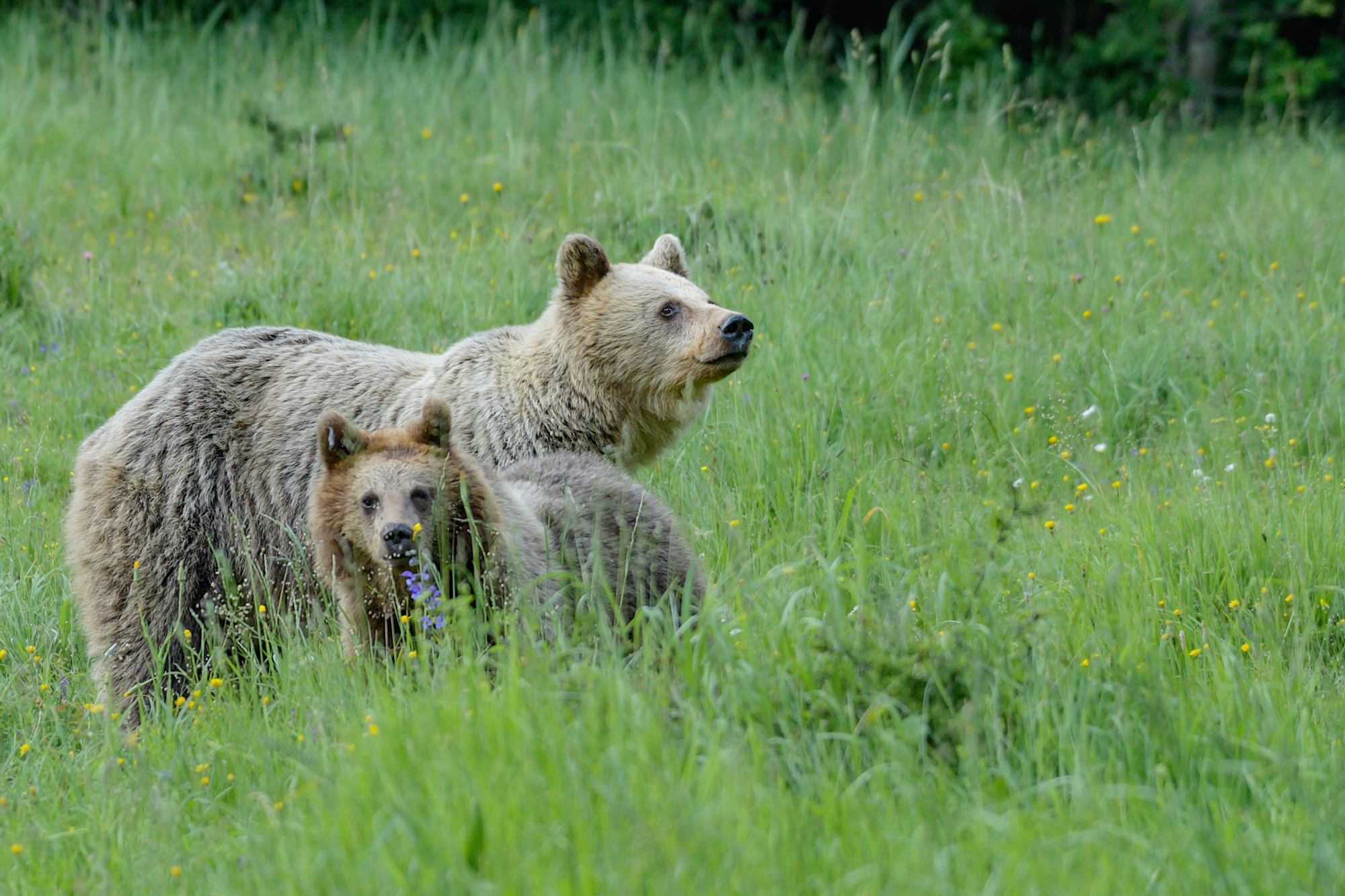 Ostražita matka (Tomáš Smutný)