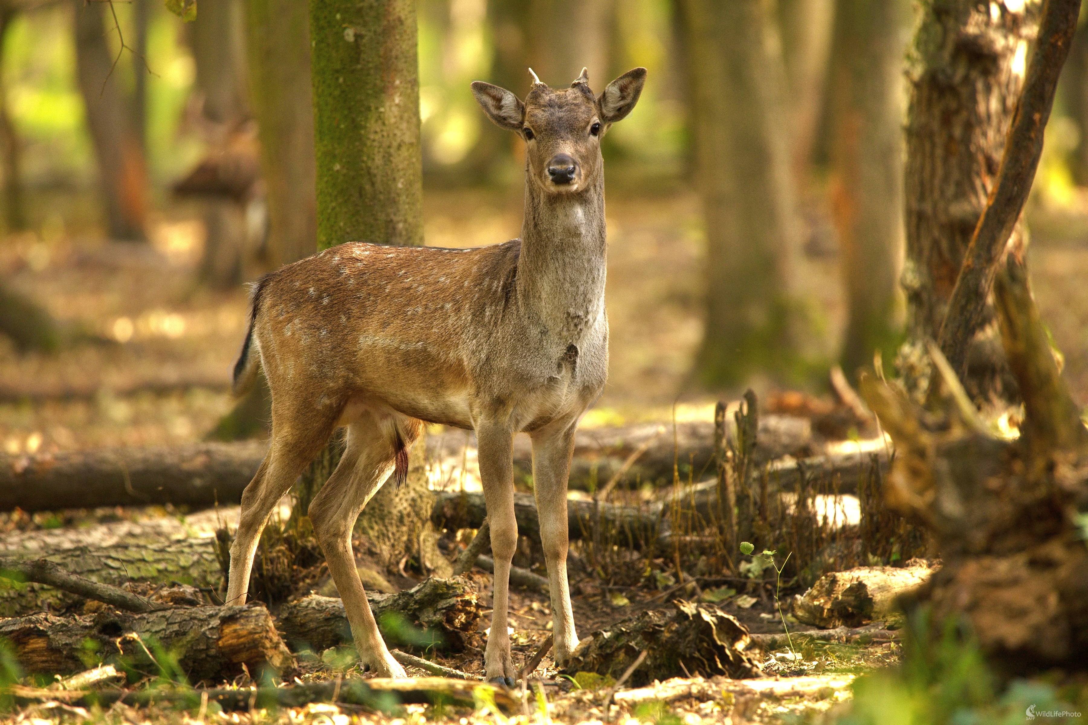 Daniel-junior (Miroslav Vrabel)