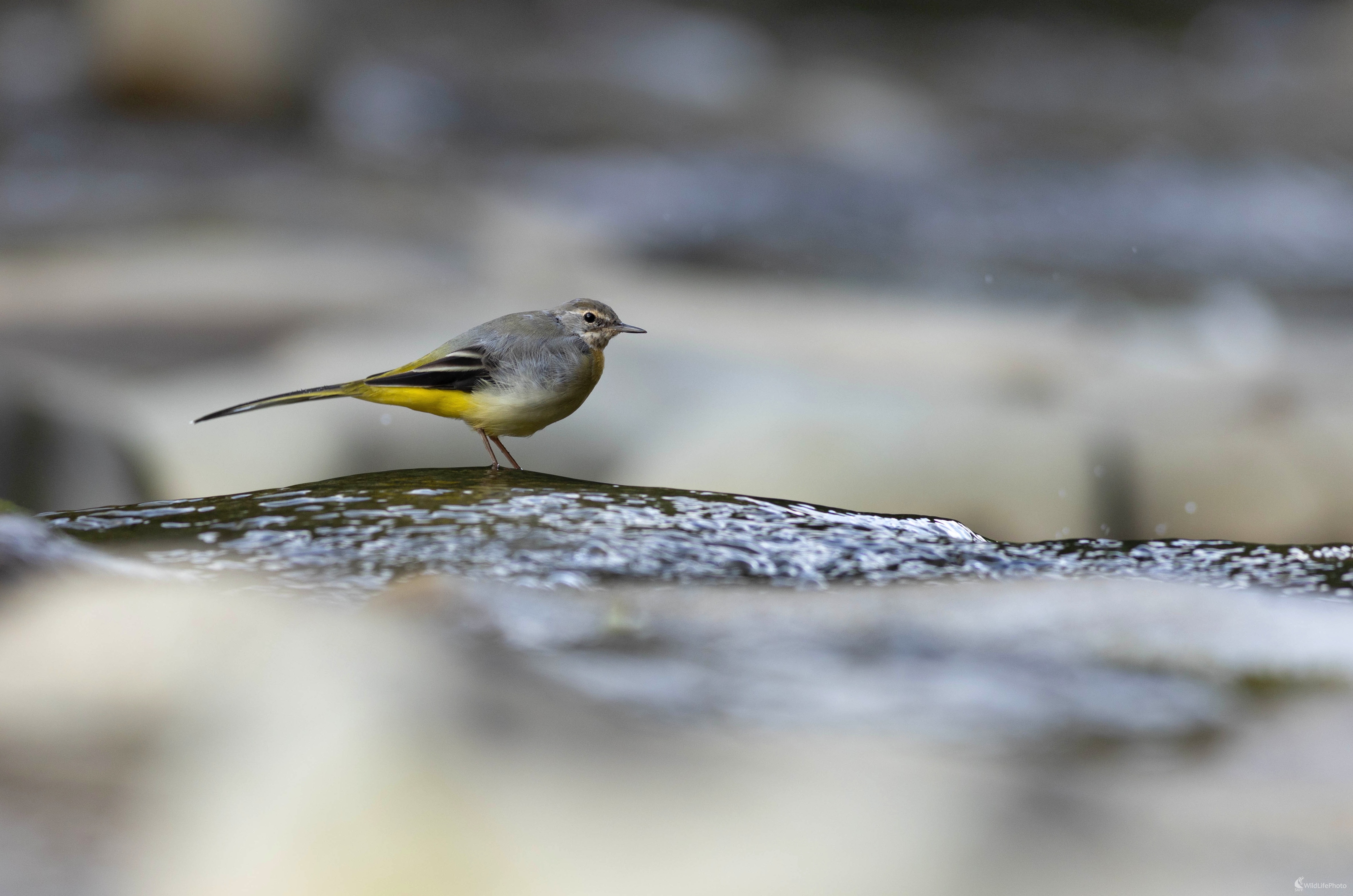 Trasochvost horsky (Miroslav Vrabel)