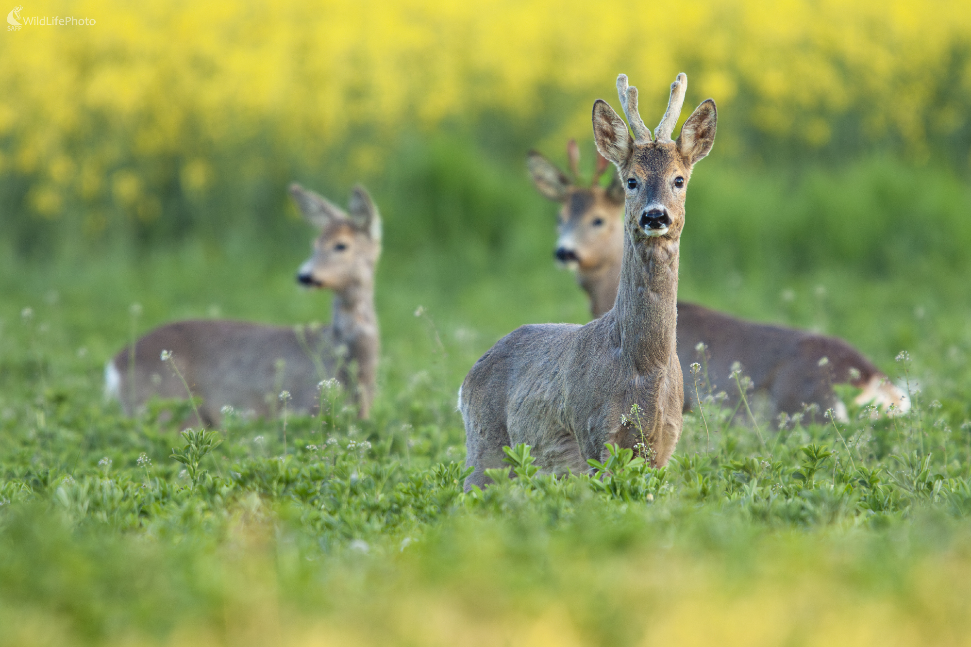 Srňčia jar (Filip Mrocek)