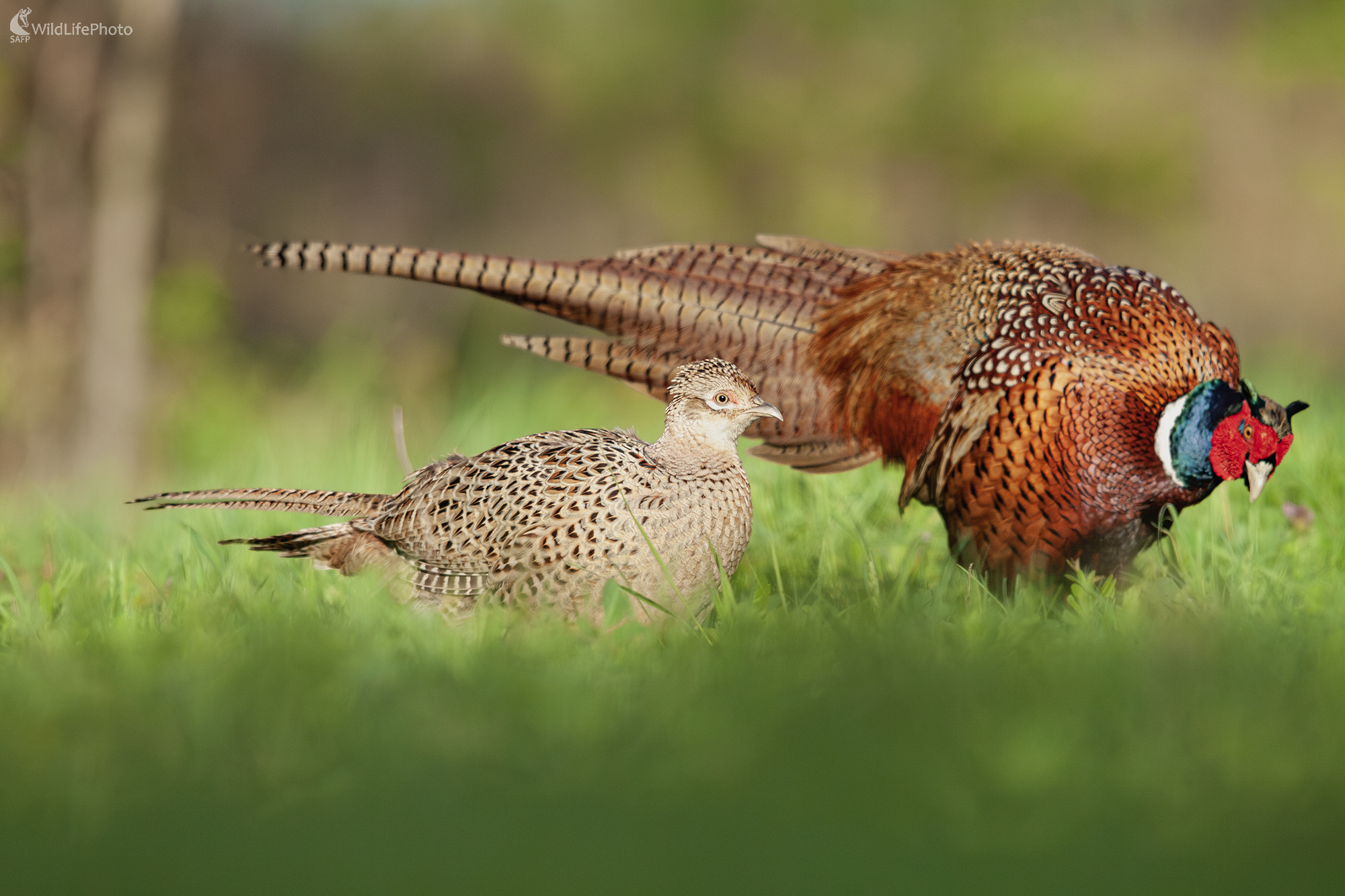 Zásnuby (Filip Mrocek)