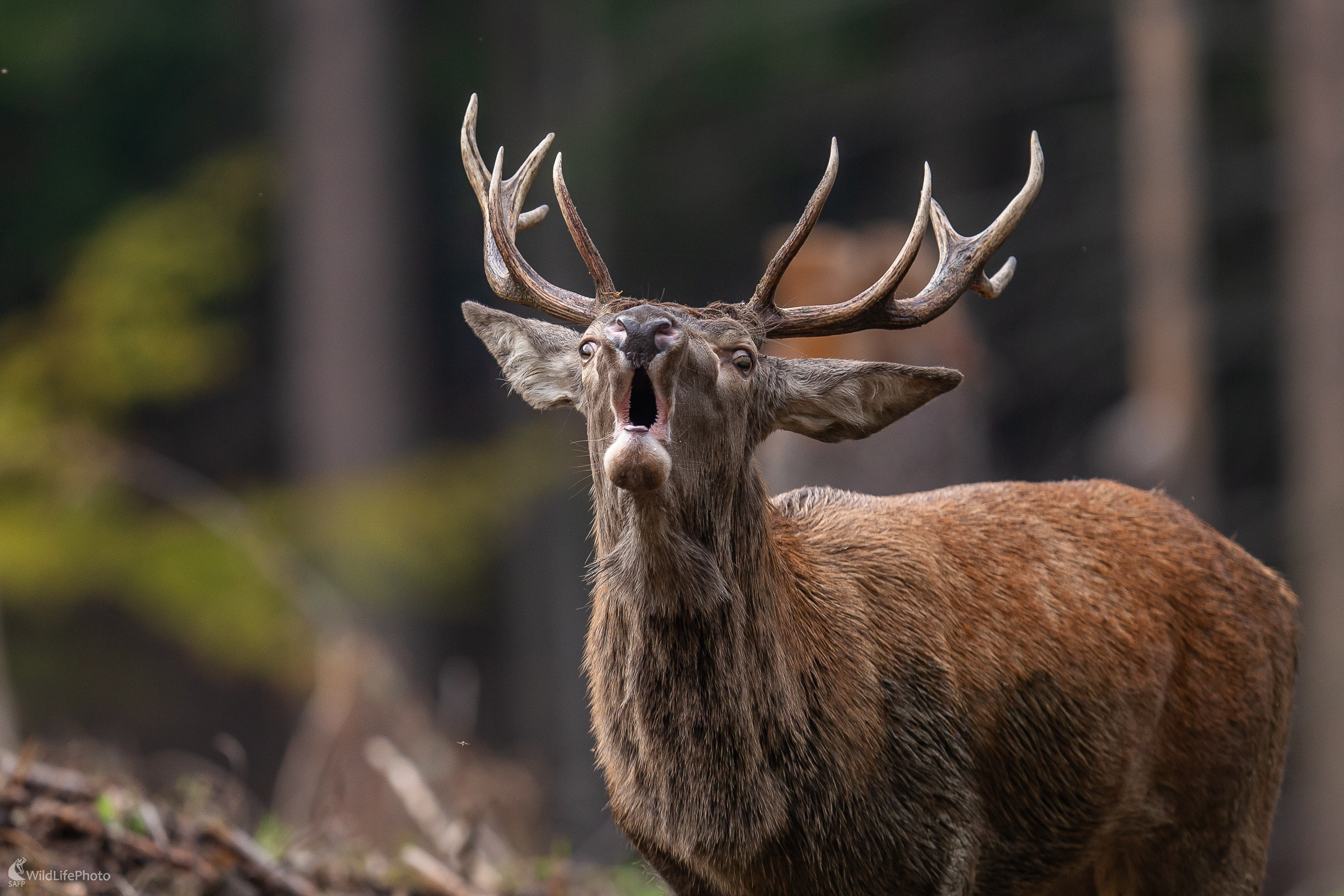 Prišiel sa ohlásiť. (Stanislav Brisuda)