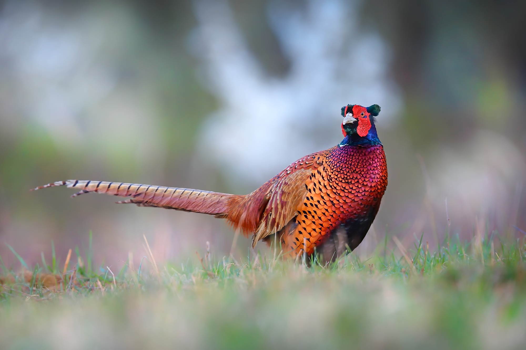Bažant (Patrik Rolín)