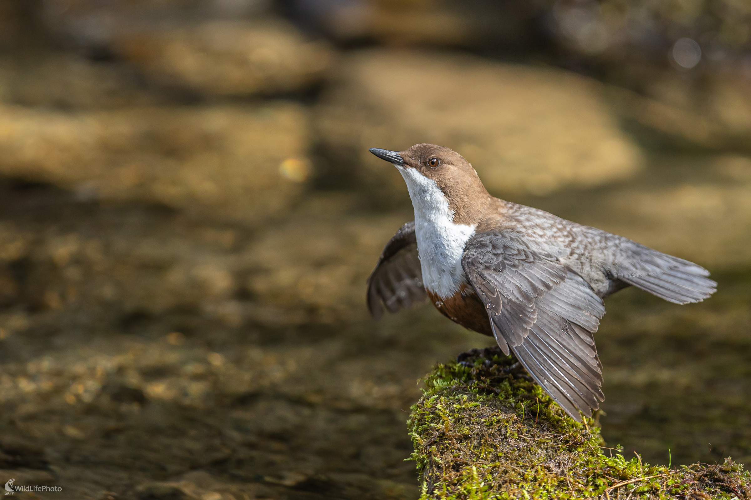 Predvádzal sa. (Stanislav Brisuda)